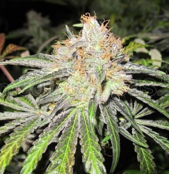 Deep Neville Reg. - Medical Seeds