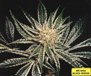 Black Widow Reg. - Mr. Nice seeds