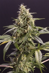 Chem-Bomb Auto - Humboldt Seed Organization