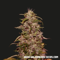 Big Altai Sativa Express - Kalashnikov Seeds