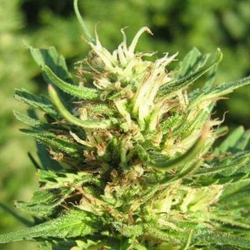 Super Skunk Reg. - Nirvana Seeds