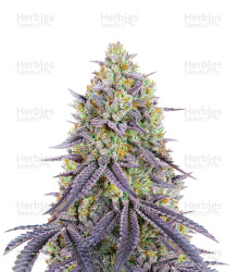 Hawaiian Snow (GHS) Cannabis-Samen