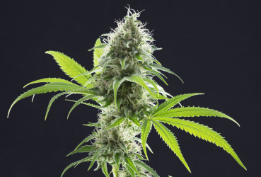 Kama Kush CBD - Kannabia Seeds