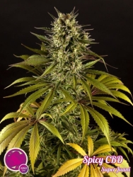 Spicy CBD - Philosopher Seeds