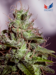 Super Cheese Express - Positronics Seeds