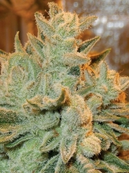 Auto Betty - Anesia Seeds