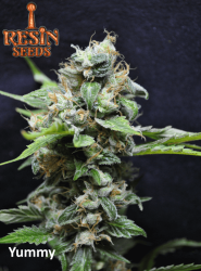 Yummy - Resin Seeds