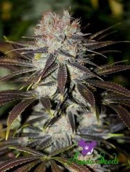 Chocolate Haze - Anesia Seeds