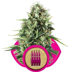 Royal AK - Royal Queen Seeds