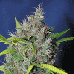 Bubbleberry reg. - Sagarmatha Seeds