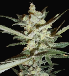 Supersonic Cristal Storm - Samsara Seeds