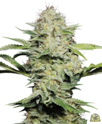 Sensi Skunk Automatic - Sensi Seeds