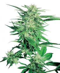 Big Bud Reg. - Sensi Seeds