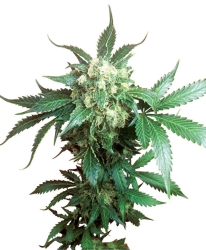 Black Domina Reg. - Sensi Seeds