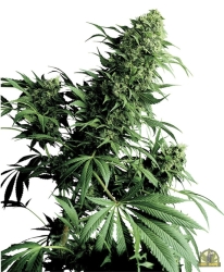 Shiva Shanti Reg. - Sensi Seeds