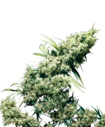 Jamaican Pearl Reg. - Sensi Seeds