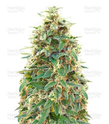 Auto 00 Hashchis (Auto 00 Cheese) (00 Seeds) Cannabis-Samen