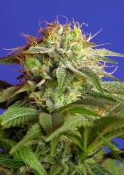 Green Poison F1 Fast Version - Sweet Seeds