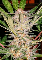 S.A.D. Sweet Afgani Delicious F1 Fast Version - Sweet Seeds