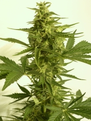 Critical HOG Auto - T.H. Seeds