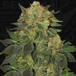 Bubblegum - T.H. Seeds