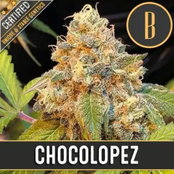 Chocolopez - BlimBurn