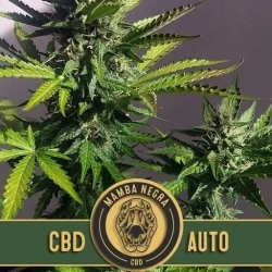 Mamba Negra Auto CBD - BlimBurn