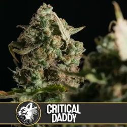 Critical Daddy Purple - BlimBurn