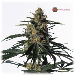 Nightingale (NN-1) - Medical Marijuana Genetics