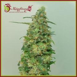 Chemdog Millionaire - Dr Krippling Seeds