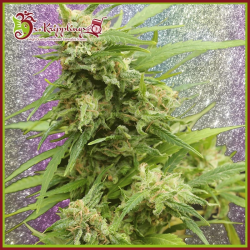 G.H.A. Turbo Diesel Auto - Dr Krippling Seeds