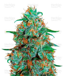 Critical Neville Haze Auto (Delicious Seeds) Cannabis-Samen