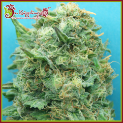 Grand Heft Auto - Dr Krippling Seeds