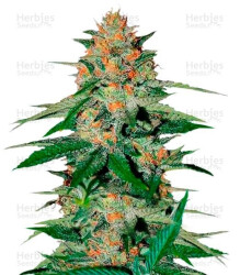 Delicious Candy Regular (Delicious Seeds) Cannabis-Samen