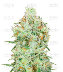 Jägg Kush (Delicious Seeds) Cannabis-Samen