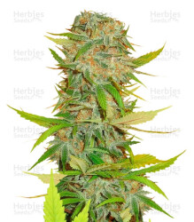 Aurora Indica regular (Nirvana Seeds) Cannabis-Samen