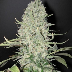 Auto White Widow - Biological Seeds