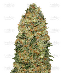 White Widow (00 Seeds) Cannabis-Samen