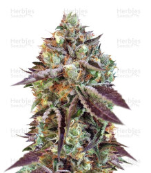 Sweet Nurse Auto CBD (Sweet Seeds) Cannabis-Samen