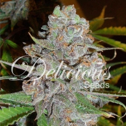 La Diva Auto - Delicious Seeds