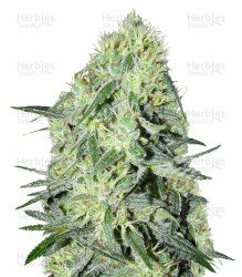 SexBud (Female Seeds) Cannabis-Samen