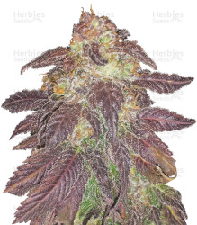 Spicy White Devil (Samsara Seeds) Cannabis-Samen