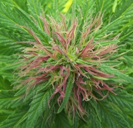 The Nordle (Afghan Skunk) Reg. - Mr. Nice seeds