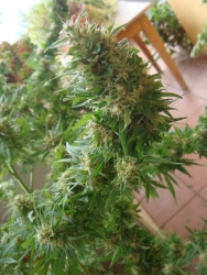 ASH (Afghan/Haze x Afghan/Skunk) Reg. - Mr. Nice seeds