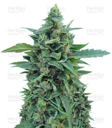 OG Kush Auto (Dr. Krippling Seeds) Cannabis-Samen