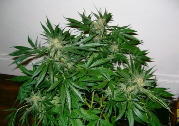 Early Skunk (Early Pearl x Skunk) Reg. - Mr. Nice seeds