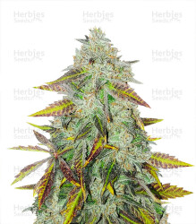 Peyote Critical (Barney's Farm) Cannabis-Samen