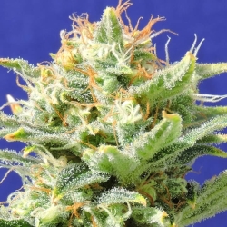 Auto Super Skunk - Original Sensible Seeds