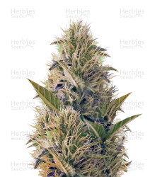 La Blanca Gold (Vision Seeds) Cannabis-Samen