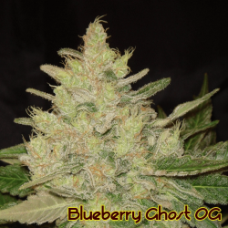 Blueberry Ghost OG - Original Sensible Seeds